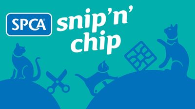 Snip 'n' Chip launches in Westport