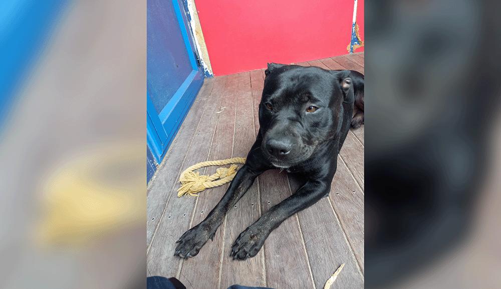 Man prosecuted for brutal treatment of dog