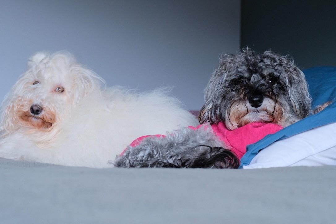 Two small dogs cuddle on the couch, one white one grey.