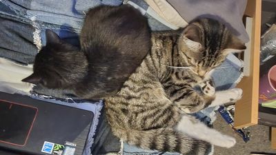 Happy adoption story: Alistair