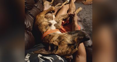 Happy adoption story: Jimmy