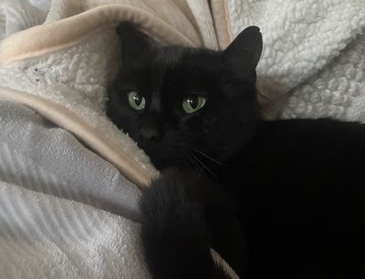 Happy adoption story: Bianca
