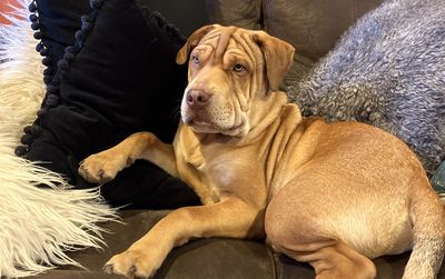 Beau
