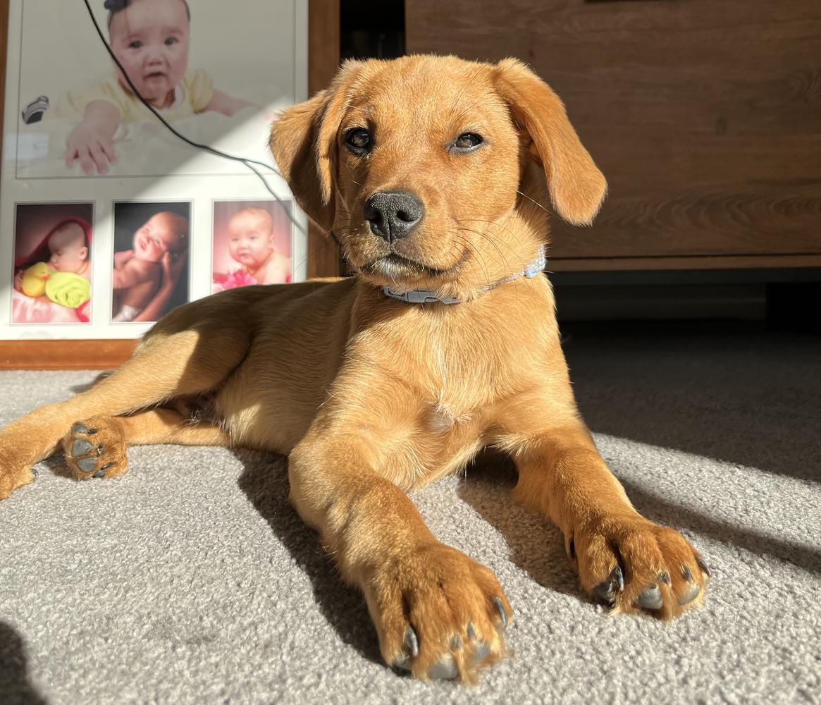 Happy adoption story: George