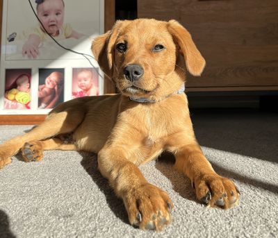 Happy adoption story: George