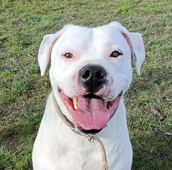 SPCA Gary smiling at the camera