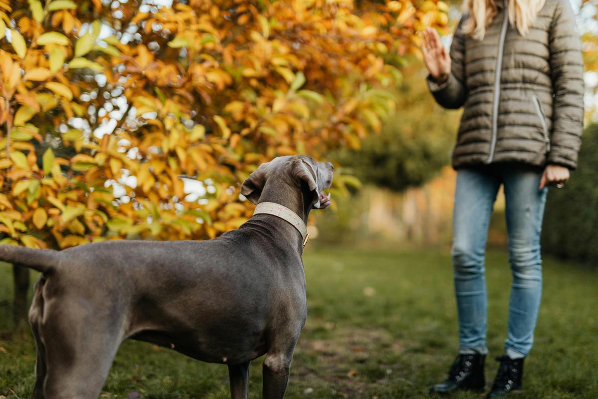 hand signals for deaf dogs
