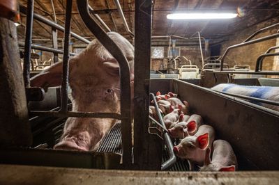 Don’t let farrowing crates become forever