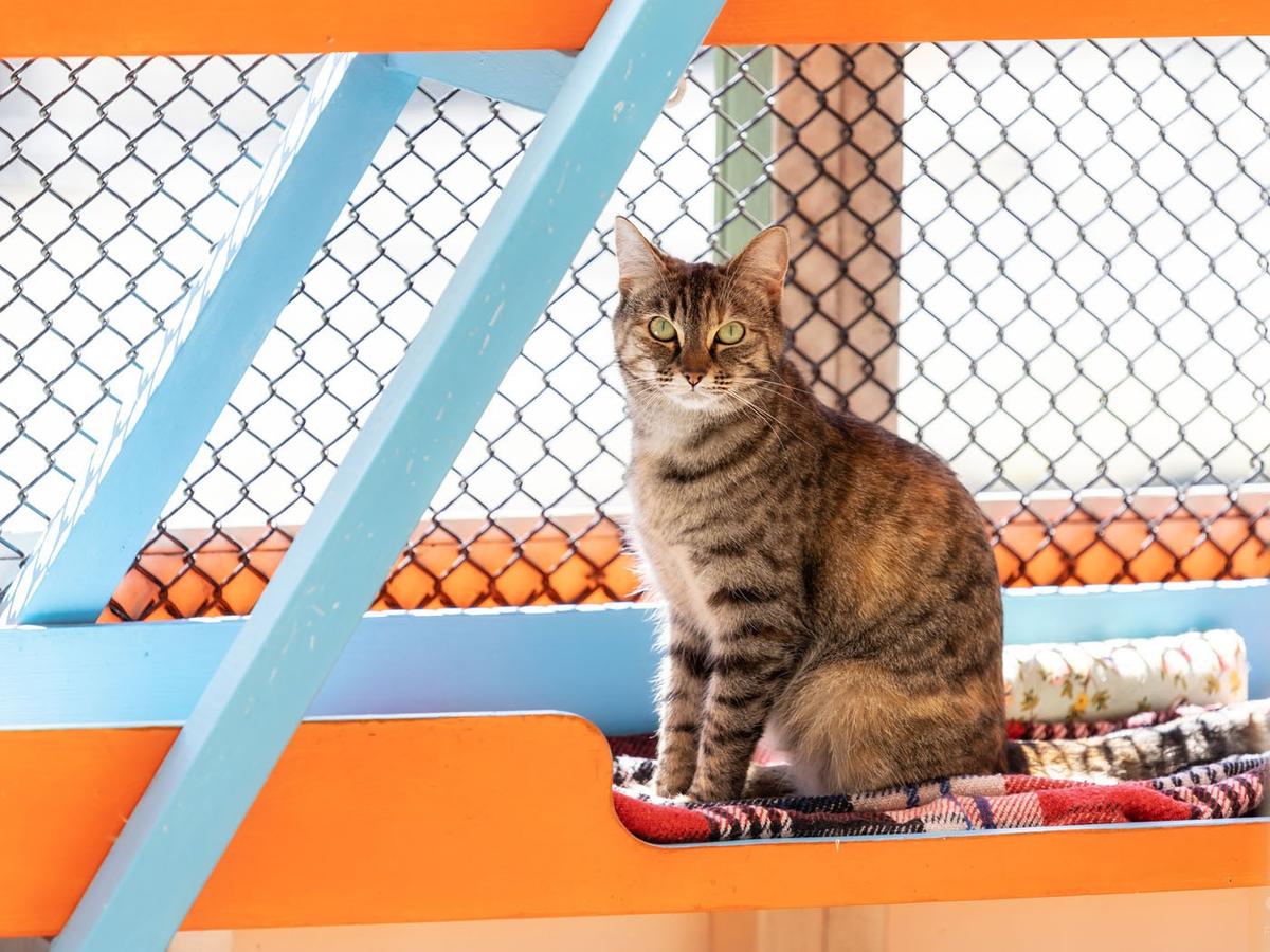 Cat in catio