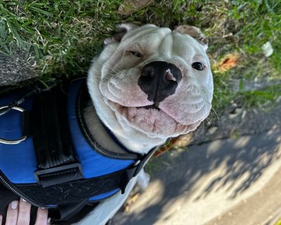 Meet this year’s 12 Pets of Christmas!