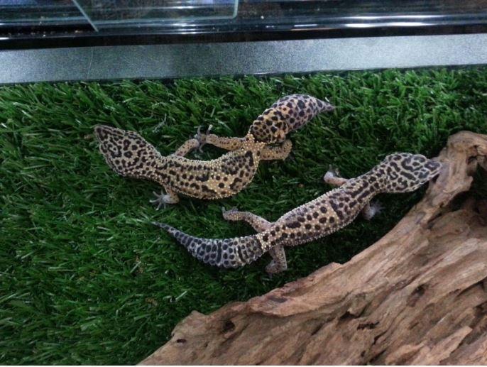 SPCA prosecutes Petstop pet store business for improper care of animals for sale