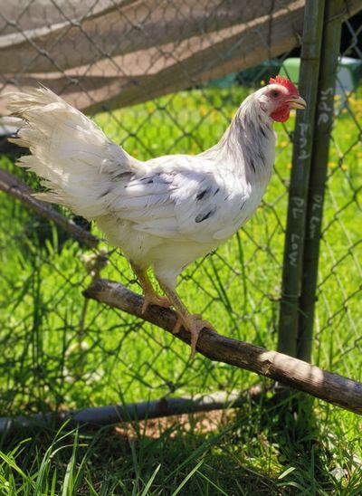 Cluckingham