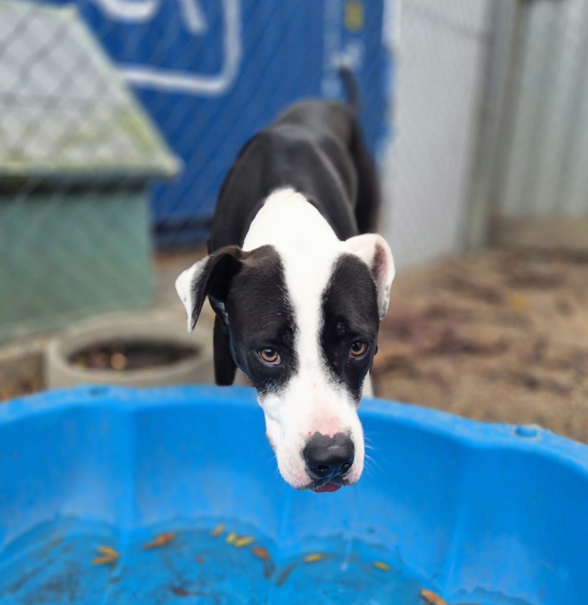 Gallery image: Oreo