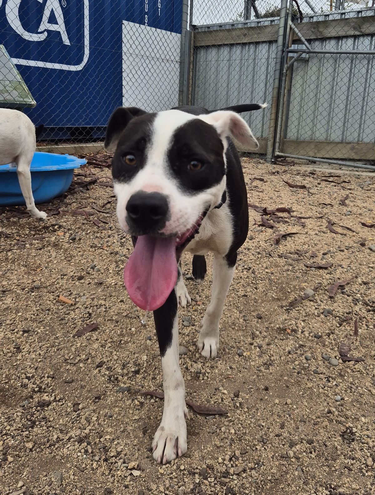Gallery image: Oreo