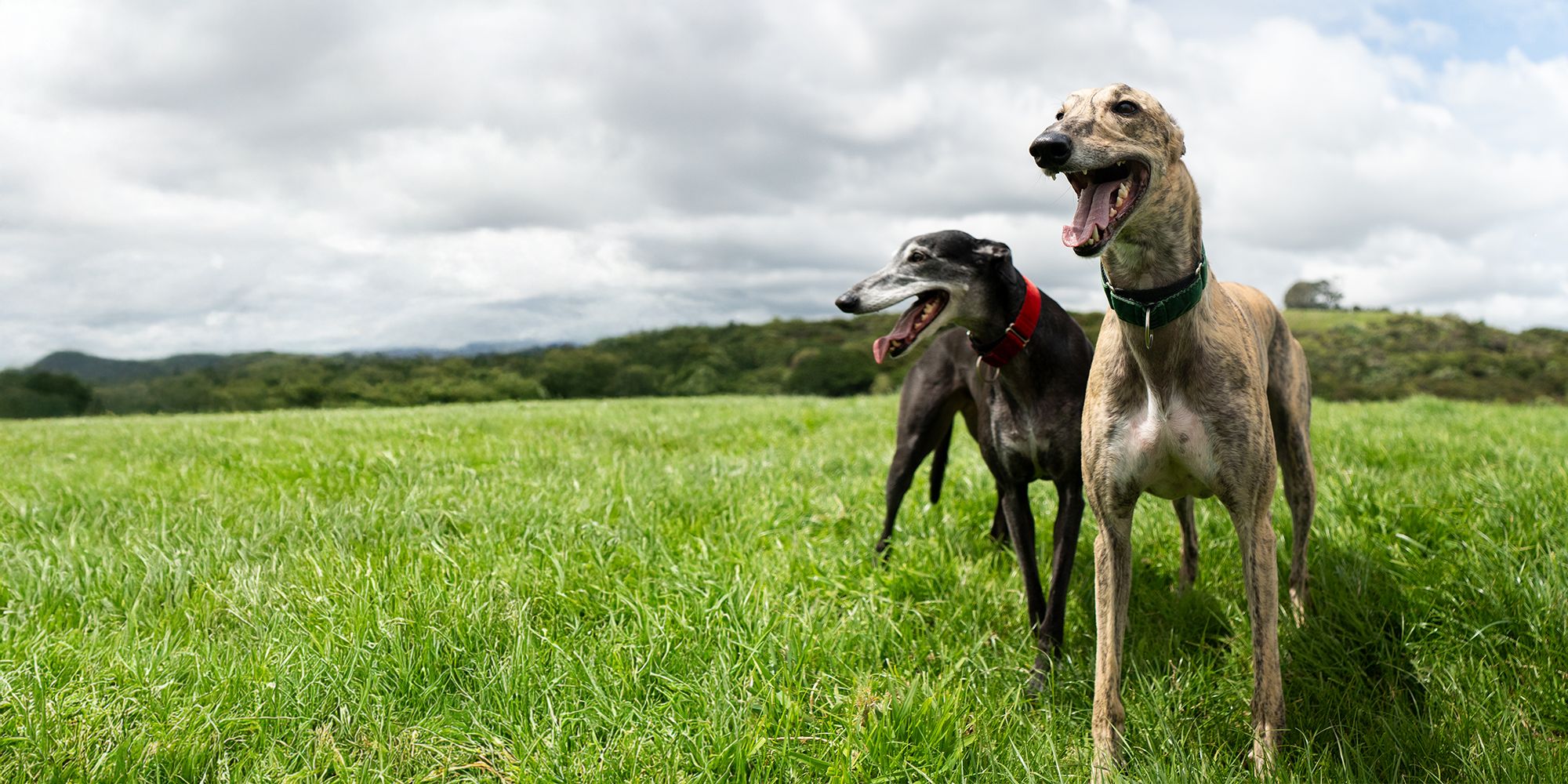 A better future for greyhounds