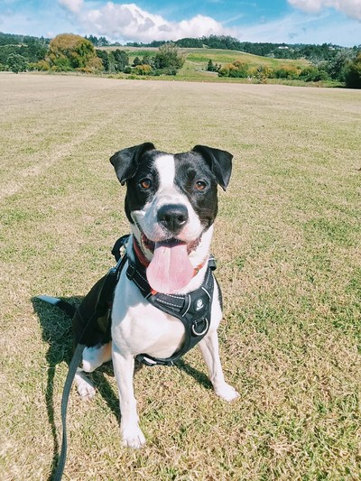 Mia - Staffy
