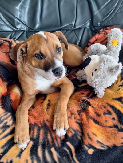 Hubble - Medium Cross Breed