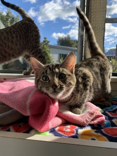 Dawn - Domestic Short Hair