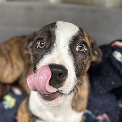 Tabitha