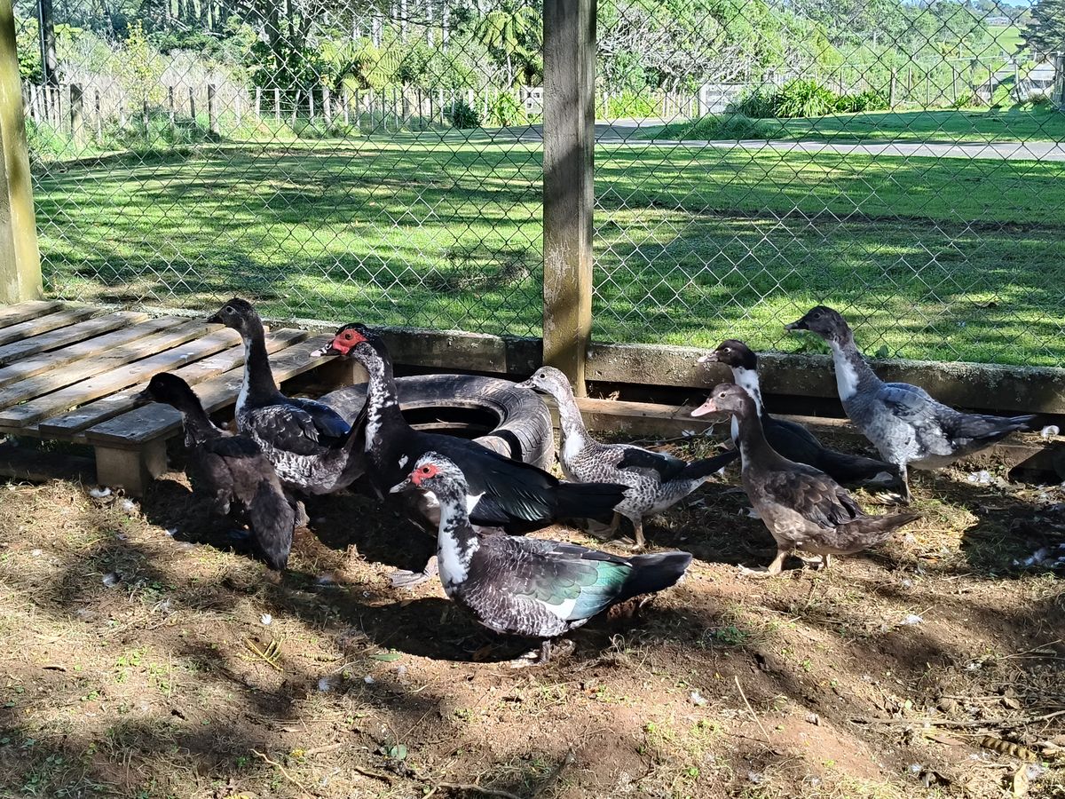 Gallery image: Duck 3