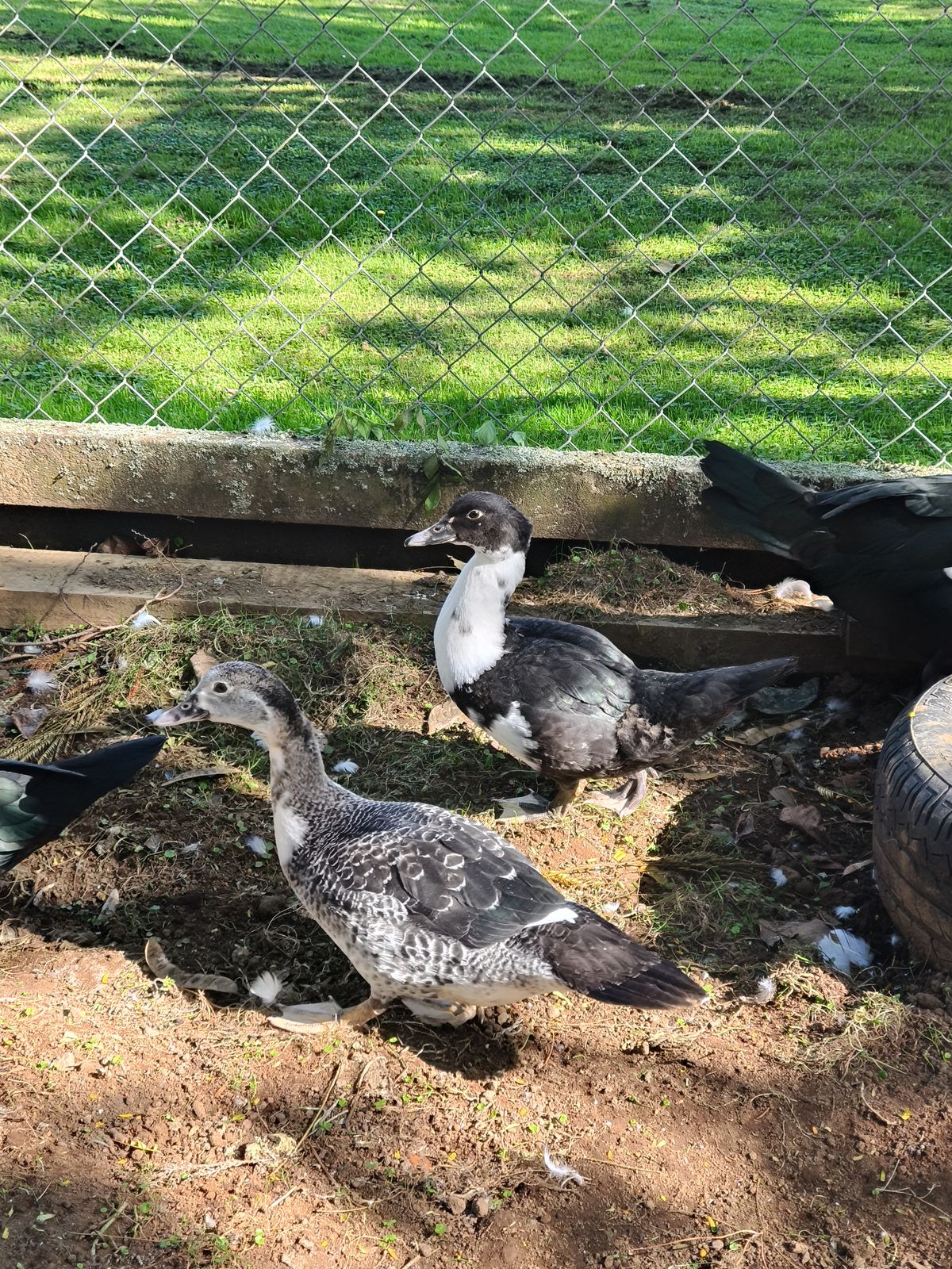 Gallery image: Duck 4