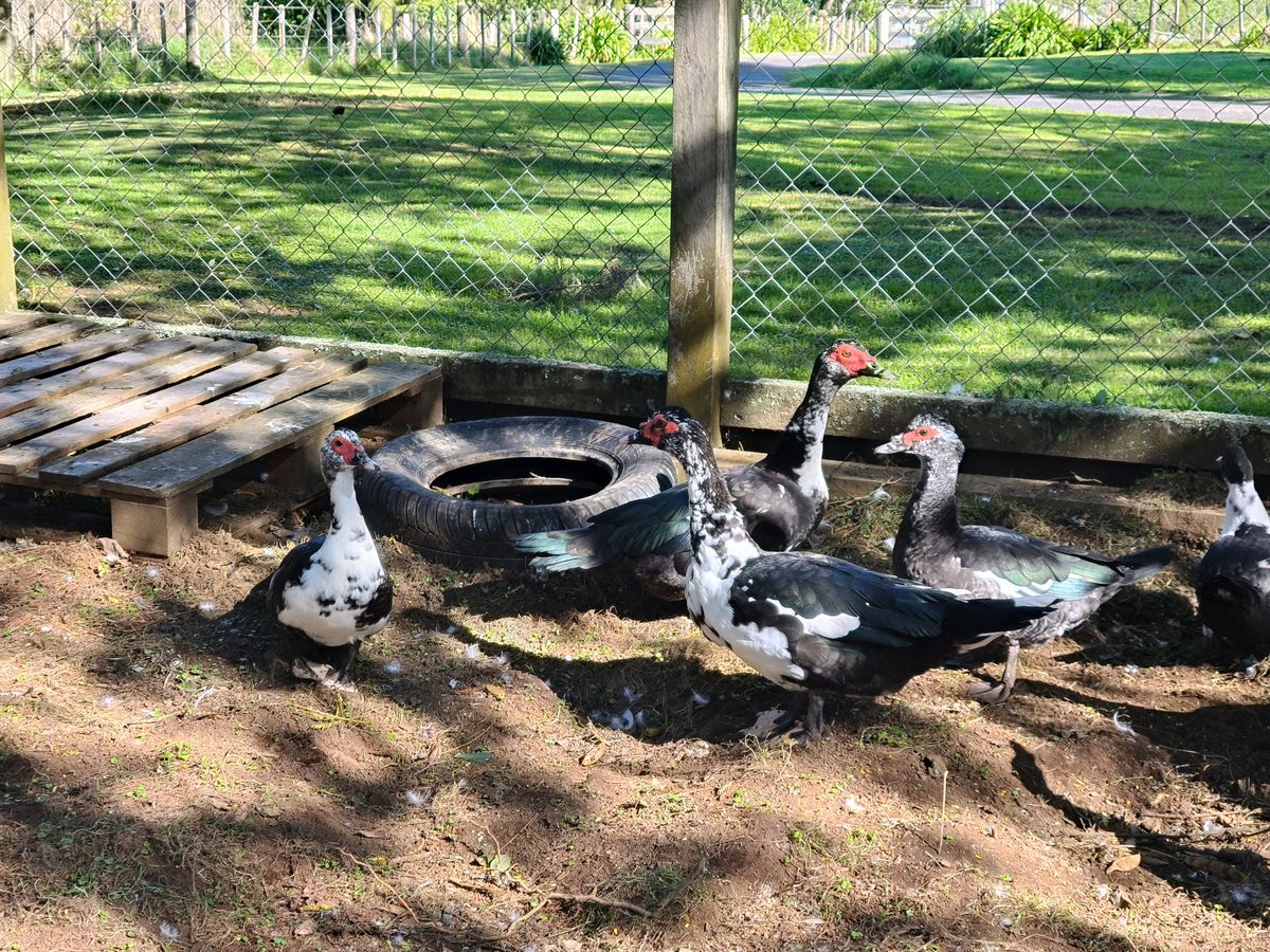 Gallery image: Duck 4