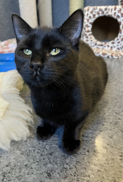 Zoe - Domestic Short Hair