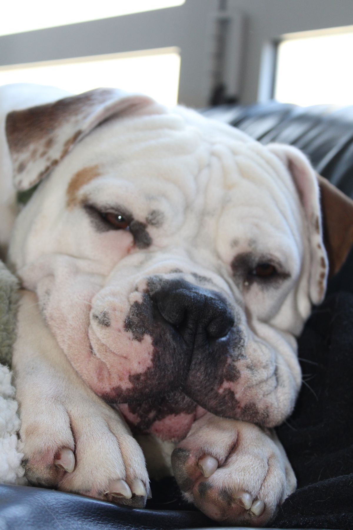 Gallery image: Milo