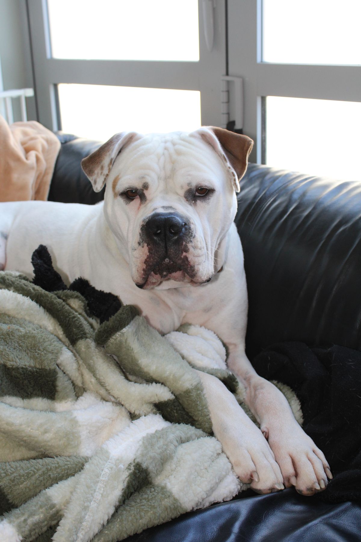 Gallery image: Milo