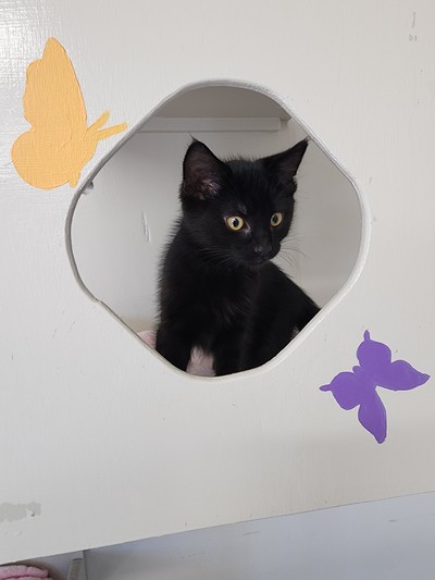 Arlo - Domestic Short Hair