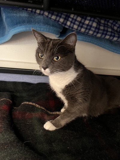 Hui - Domestic Short Hair