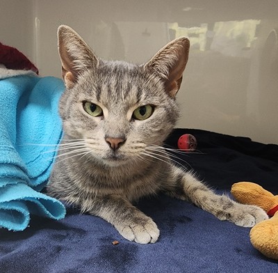 Suki - Domestic Short Hair