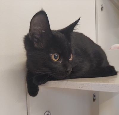 Buster - Domestic Short Hair