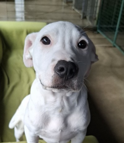 Nickle - American Bulldog