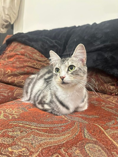 Melody - Domestic Short Hair