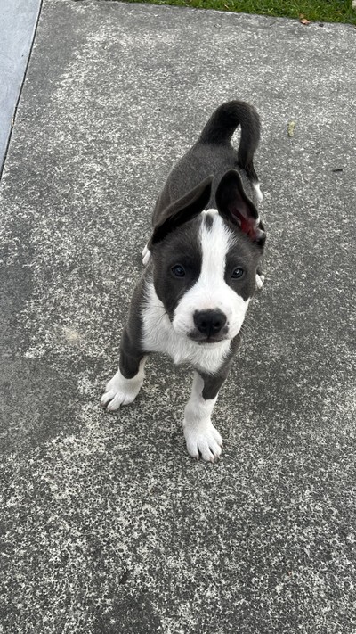 Anthony - Staffy
