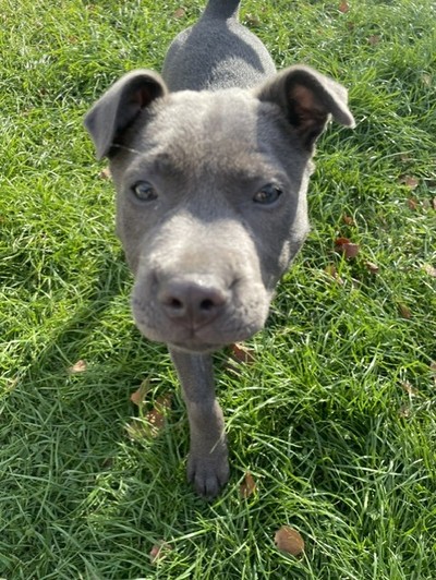Francesca - Staffy