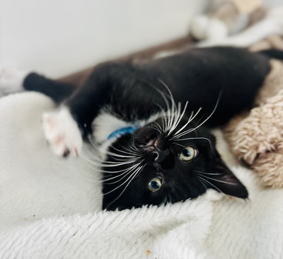 Ivy - Domestic Short Hair