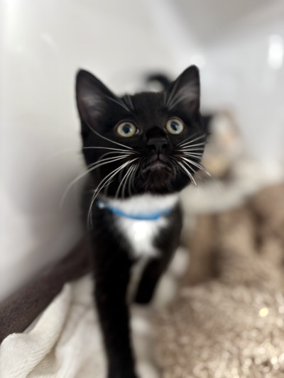 Faith  - Domestic Short Hair