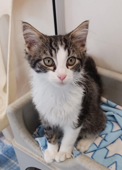 Rolly - Domestic Short Hair