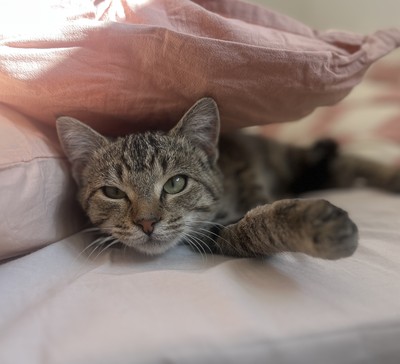 Lil' Lady - Domestic Short Hair