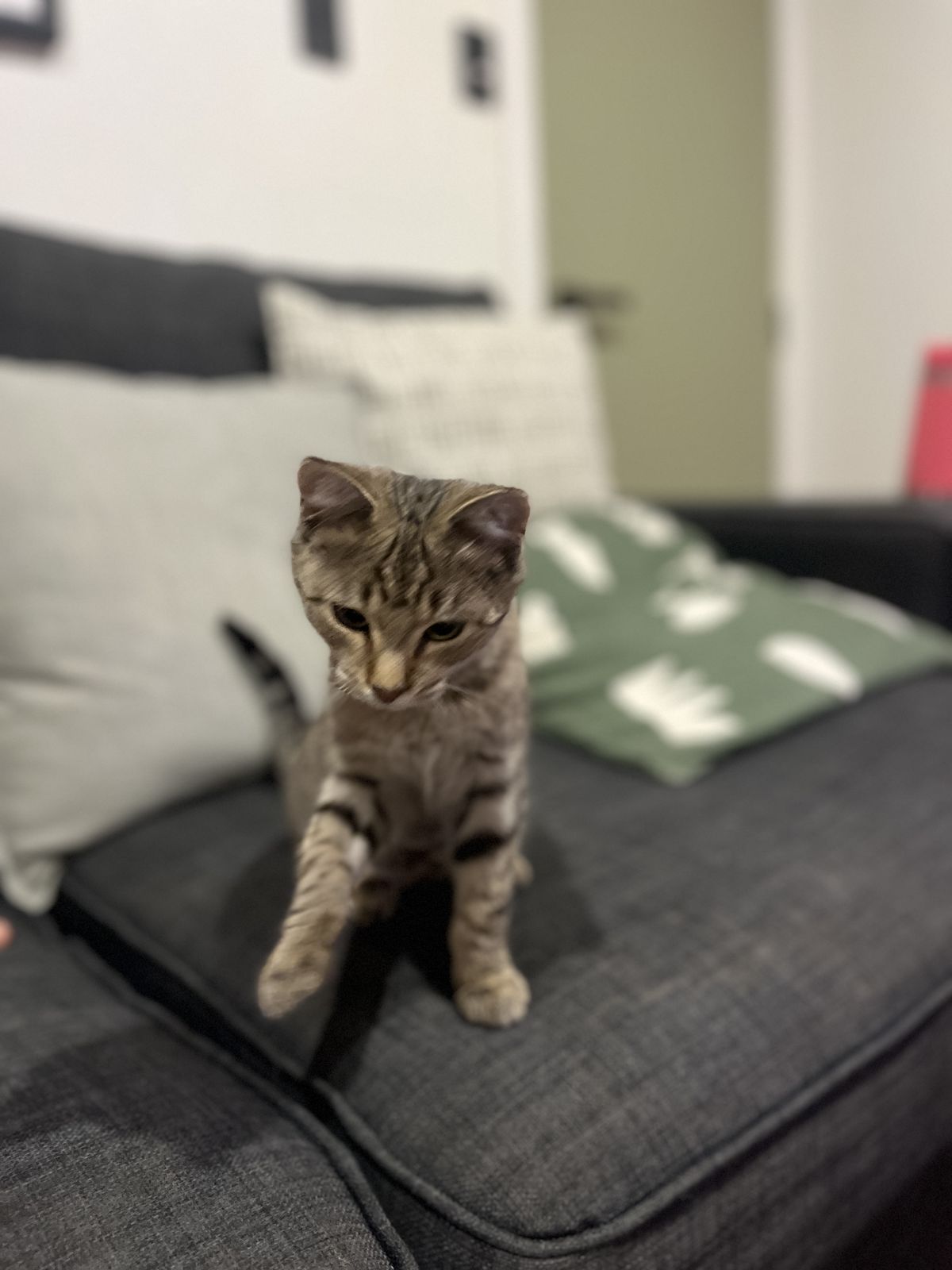 Gallery image: Lil' Lady