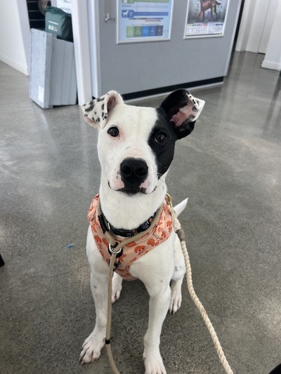 Zag - Bull Terrier