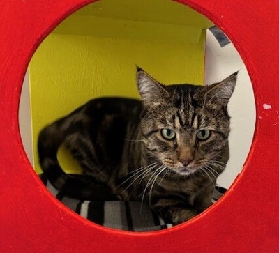 George - Domestic Short Hair