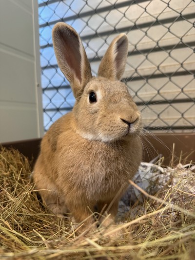 Ribena - Rabbit