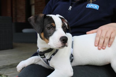 Edison - Bull Terrier