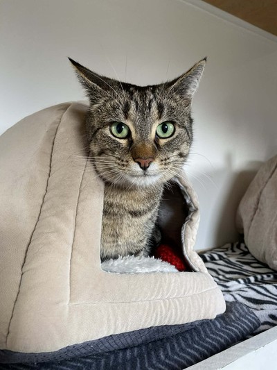 Nefertiti - Domestic Short Hair