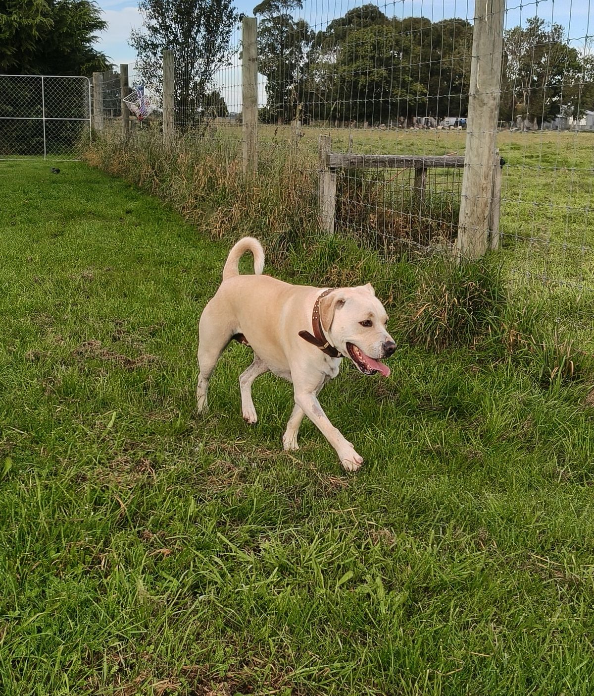 Gallery image: Milo