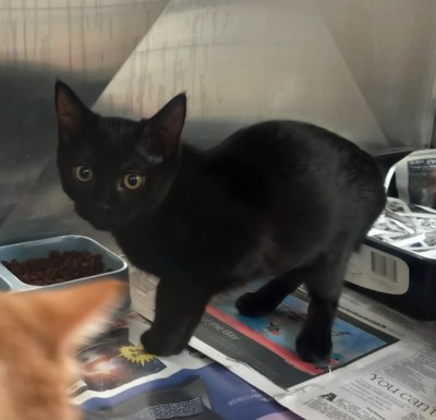 Soy - Domestic Short Hair