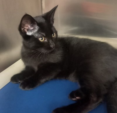 Sesame - Domestic Short Hair